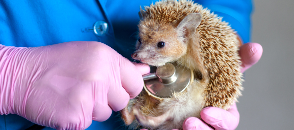 A hedgehog is being held by a person wearing pink gloves while a stethoscope is placed on its body. The person is wearing a blue coat.